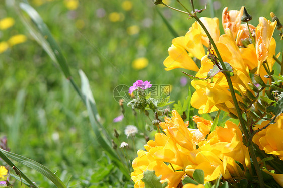 黄色花朵鲜花花坛绿色环境叶子花园野花生长草地图片