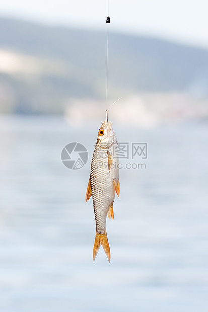 鱼挂在水底的钩子上眼睛淡水溪流食物蟑螂尾巴生活动物钓鱼低音图片