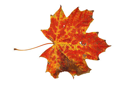 秋叶森林宏观橙子季节环境公园木头金子树叶叶子图片