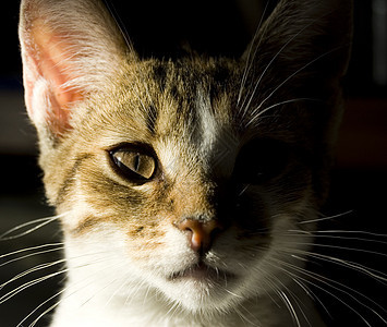 年轻猫肖像哺乳动物动物毛皮猫咪鼻子姿势眼睛宠物婴儿头发图片