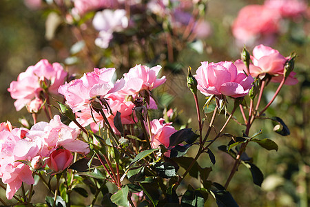 园圃中美丽的玫瑰的本色框架叶子脆弱性摄影花瓣水平花园红色订婚宏观图片