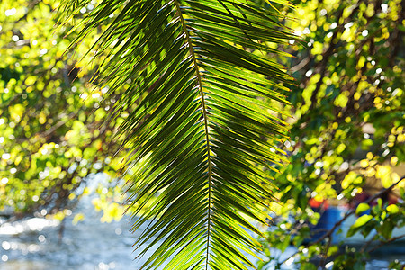 阳光照耀的椰枣树叶植物气候木头池塘季节假期树梢热带叶子晴天图片