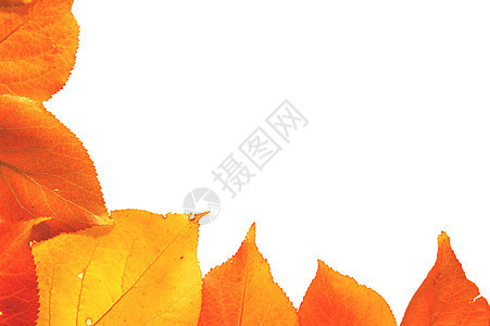 秋叶金子叶子橙子公园墙纸季节森林植物宏观树叶图片