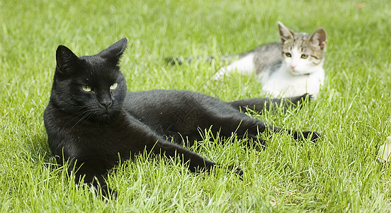 黑白两只猫小猫花园毛皮动物夫妻绿色白色猫科动物宠物猫咪图片