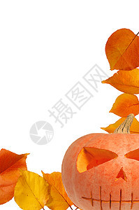 秋叶植物阳光季节森林公园金子叶子环境橙子木头图片