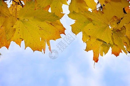 叶叶和蓝天空绿色天空橙子树叶公园黄色枫叶蓝色叶子季节性图片