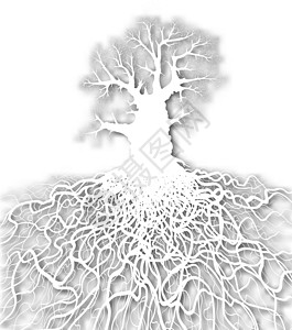 白树白色落叶生态植物树干生物学枝条障碍设计网络图片