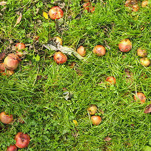 苹果在草地上堕落图片