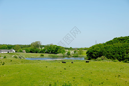 奶牛 湖泊和农场图片
