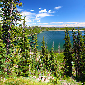 Duck Lake湖  黄石公园NP生态松树灌木丛盆地绿地蓝色风景环境树木天空图片