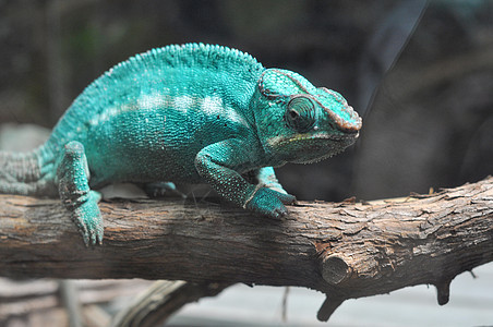 变色素爬行动物农场动物界荒野蜥蜴变色龙动物园家庭图片