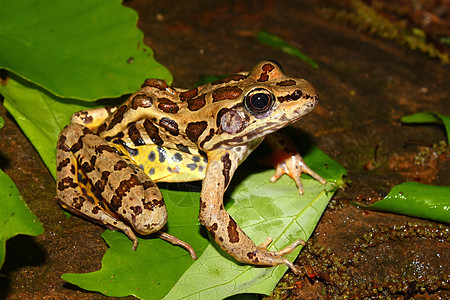 拉纳生物学青蛙科学植被生活沼泽动物林蛙眼睛公园图片