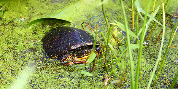 斑龟疱疹湿地生态沼泽总纲少年动物生物科学爬虫图片