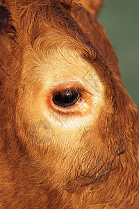 牛眼奶牛场奶牛家畜眼睛家养牛睫毛鸢尾花图像正方形棕色图片