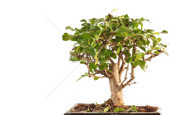 谷枣树植物榆树园艺松树盆栽小叶生长爱好植物学堆肥图片