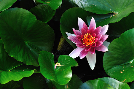 水百里反射植物群公园百合花瓣漂浮花朵荷花叶子水池图片