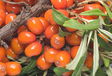 海角号小吃沙棘叶子营养食物浆果季节收成水果橙子图片