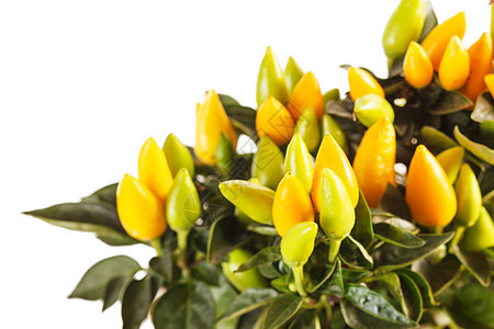 小黄胡椒烹饪黄色蔬菜植物营养寒冷味道绿色盆栽香料图片