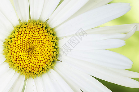 艺术乳房植物群按钮墙纸白色花瓣黄色场地甘菊植物饱和图片
