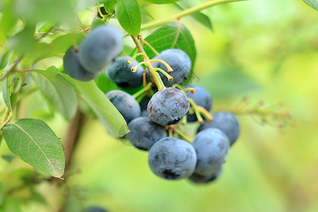 新鲜蓝莓水果蓝色小吃照片收成衬套维生素植物生产浆果图片