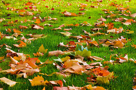 绿草上的秋叶季节树木树叶地面橙子草地草原公园园林场地图片