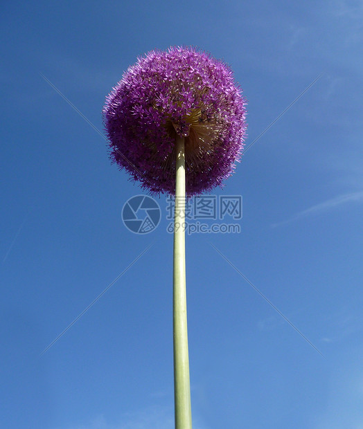 球花紫色花园天空叶子生长园艺球形植被植物群花瓣图片