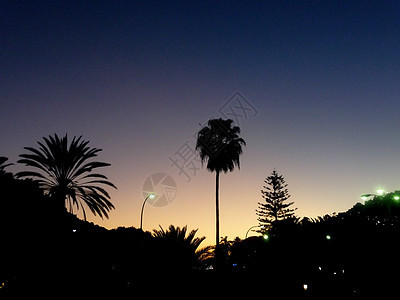 棕榈树棕榈黑色树木植物群蓝色阴影日出天空环境剪影图片