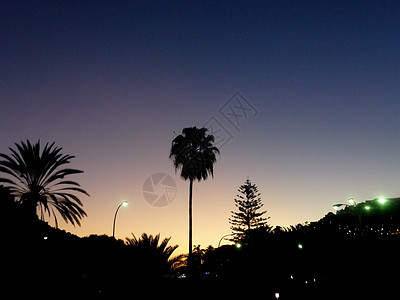 棕榈树日落植物群树叶剪影树木植物棕榈景观天空阴影图片