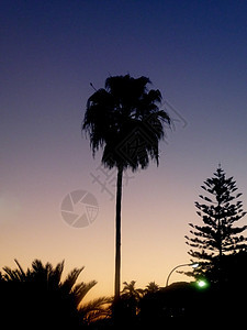 棕榈树日出天空剪影植物黑色蓝色阴影环境植物群树木图片