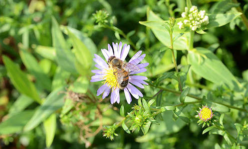 小花蜜蜂一朵小花昆虫花园翅膀野生动物漏洞花瓣植被叶子园艺植物群图片