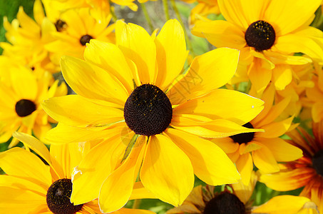 鲁德贝卡花黄色花园生长植被植物群园艺叶子花瓣图片