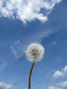 Dandelion 时钟花园植物蓝色生长植被园艺种子天空乡村叶子图片