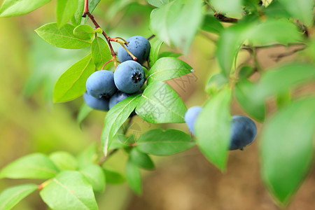 新鲜蓝莓食物覆盆子收成蓝色营养浆果植物维生素农场癌症图片