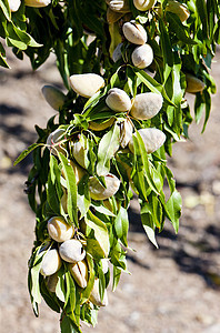 葡萄牙杏树 葡萄牙外观植物群植物树叶植被农业生产杏仁作物食物图片