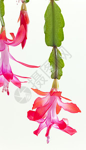 圣诞仙人掌的详情传统植物植被细节绿色符号植物群花朵粉色花瓣图片