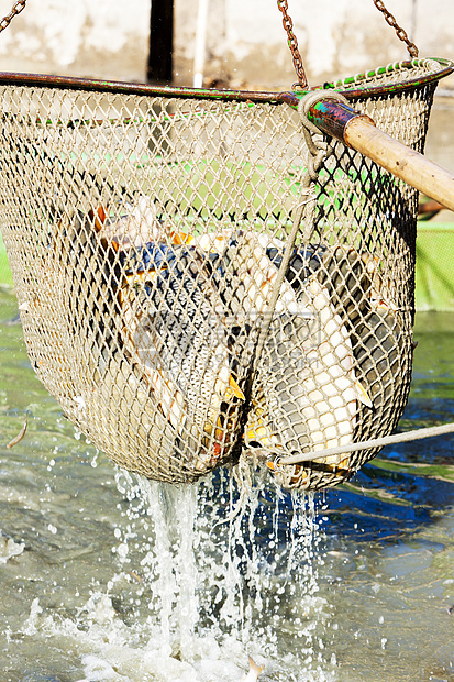 蓄积池动物群动物钓鱼外观池塘渔业收获池图片