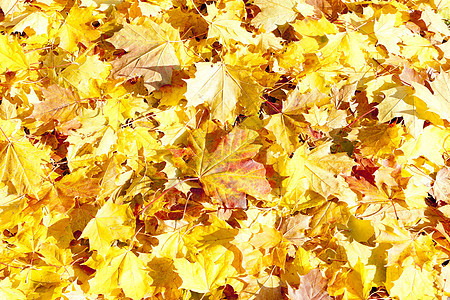 秋季假期叶子植物群背景外观植物植被黄色图片