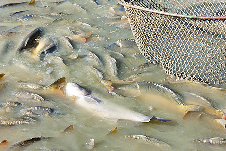 蓄积池动物群收获池池塘外观动物渔业钓鱼图片