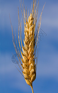 小麦密耳植物蓝色稻草食物生长植物群小穗金子粮食大麦图片