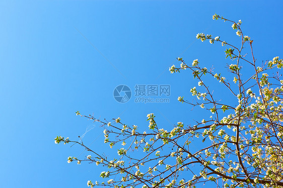 浅蓝色背景苹果花的图片照片雌蕊果园生长宏观生活蓝色植物香气花瓣园艺图片