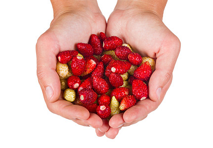 妇女手中的野草莓背景图片