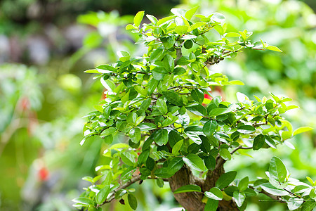 在一个植物园中美丽的盆子叶子土壤陶瓷花园松树盆栽园艺树干植物群陶器图片