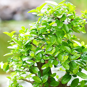 在一个植物园中美丽的盆子制品生长园艺矮人叶子爱好花园植物树干植物学图片