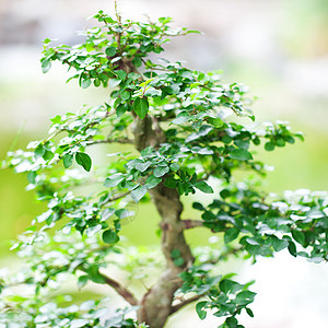 在一个植物园中美丽的盆子花园生长矮人盆栽树干松树爱好植物群陶器植物学图片