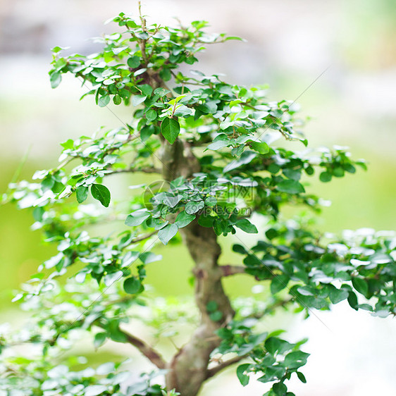 在一个植物园中美丽的盆子花园生长矮人盆栽树干松树爱好植物群陶器植物学图片