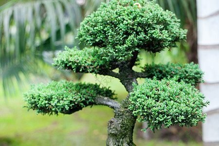 在一个植物园中美丽的柔和的长袍叶子土壤矮人盆栽植物学树干陶器制品园艺花园图片