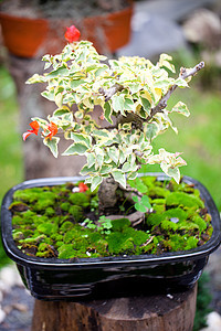 在一个植物园中美丽的盆子生长陶瓷花园盆栽矮人园艺松树陶器植物学植物群图片