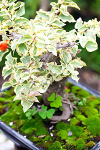 在一个植物园中美丽的盆子生长盆栽陶瓷土壤矮人植物群花园制品陶器松树图片