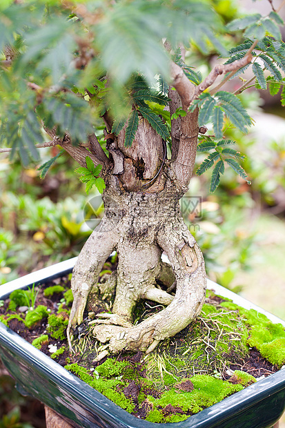 在一个植物园中美丽的盆子爱好植物群矮人土壤植物叶子树干松树制品盆栽图片