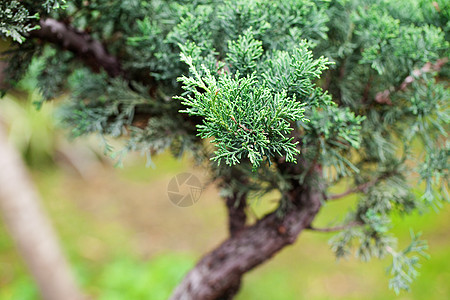 在一个植物园中美丽的柔和的长袍树干生长土壤陶瓷制品花园植物群矮人爱好植物学图片